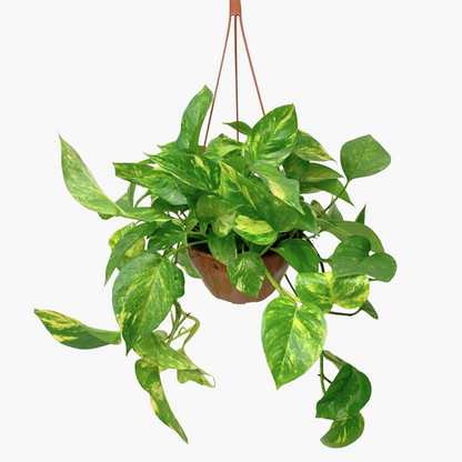 Substrato para Orquídeas — aplicação em vaso