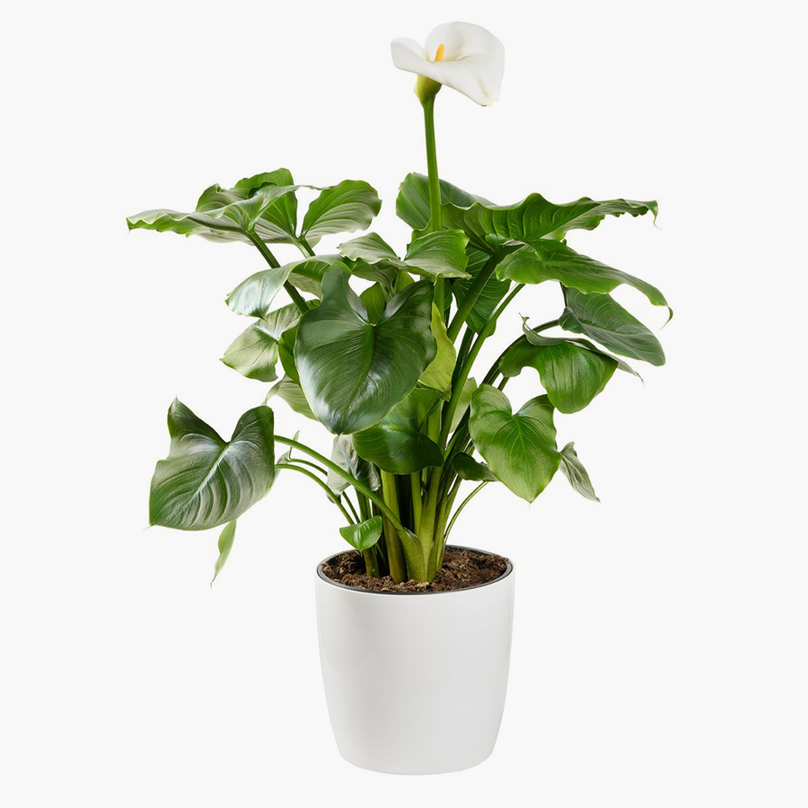Acessórios para jardinagem